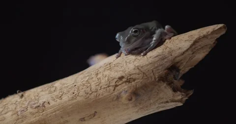 Adorable gray tree frog with big eyes is looking around from a tree branch, 4k Stock Footage 158337192