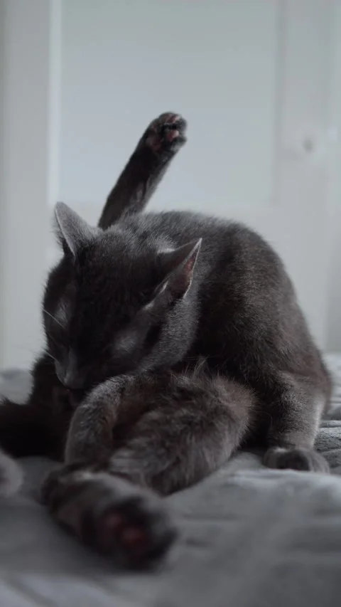 Adorable grey kitten cleaning itself on soft blanket Stock Footage 313924974