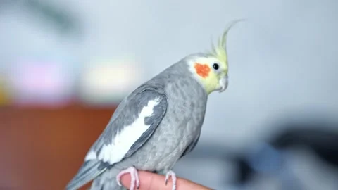 Adorable grey parakeet with red cheeks sits on index finger Video stock 214219185