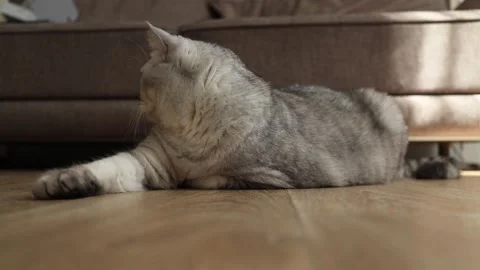 Adorable grey tabby cat resting and then walking on a wooden floor indoors Stock Footage 339207273