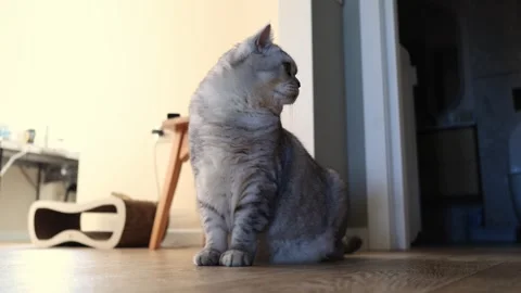 Adorable grey tabby cat sitting on wooden floor, looking curious and yawning Stock Footage 339210903