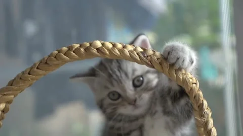 Adorable Grey Tabby Kitten in a Wicker Basket, Curious Gaze Stock Footage 296856624