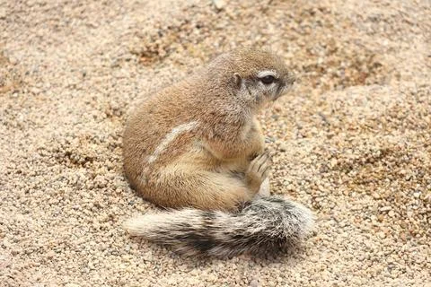 Adorable Ground Squirrel Resting on Pebbled Soil in Natural Habitat Stock Photos