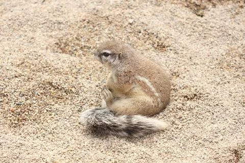 Adorable Ground Squirrel Resting on Sandy Terrain in Natural Habitat Stock Photos