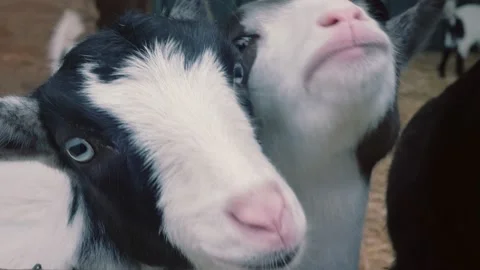 Adorable group of goats up close looking for food Stock Footage