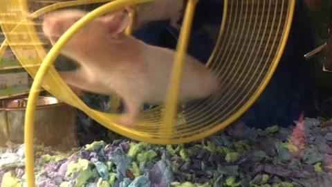 Adorable Hamsters Exercising on a Yellow Running Wheel in Glass Enclosure Video stock 328219599