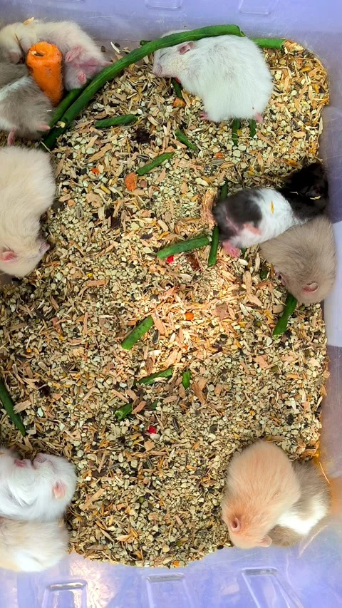 Adorable hamsters. Stock Footage 337592159