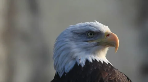 Adorable head close up of bald eagle, haliaeetus leucocephalus, Stock Footage 46572746
