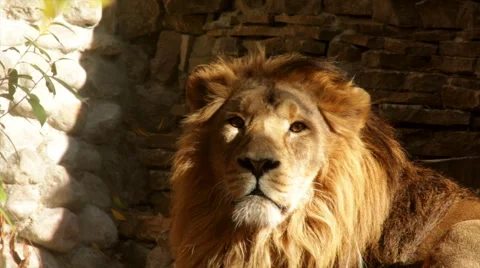 Adorable head close up of drowsy lion on stone wall background. Stock Footage 46674754