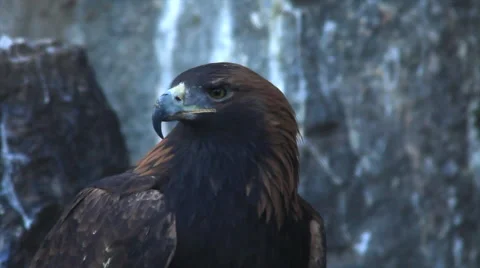 Adorable head of golden eagle close up, Aquila chrysaetos, on rocky background Stock Footage 46464962