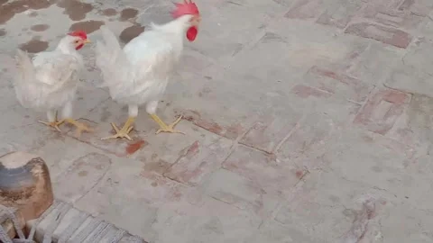 Adorable Hen Enjoying Breakfast in a Charming Outdoor Moment Stock Footage 346568219