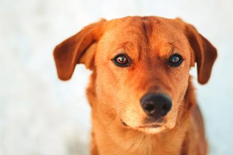 Adorable homeless orange dog looking directly to camera in winter. Stock Photos