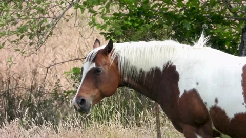 Adorable horse Stock Footage 202619254