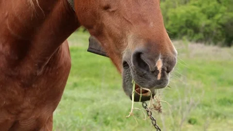 Adorable horse muzzle close-up on green natural background.Pet concept. Stock Footage 323361902