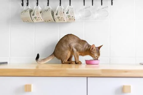Adorable hungry abyssinian kitty eats wet food on white wooden background. .. Stock Photos