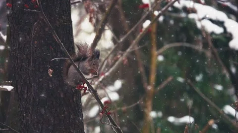 Adorable Hungry Squirrel Eating Nuts Sitting on Tree Branch under Snowfall in Stock Footage 150159973