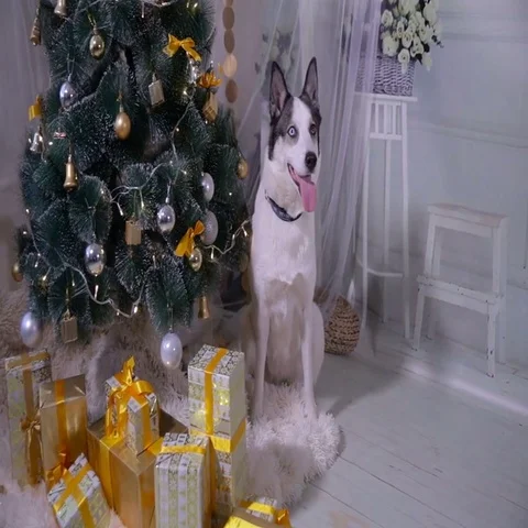 Adorable husky dog near New year tree, guards Christmas presents Stock Footage
