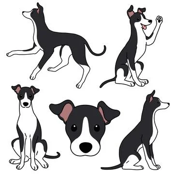 Adorable illustration set of black and white Italian Greyhound outlined Stock Illustration