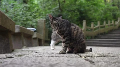 Adorable interaction between two kittens (4K50p) Stock Footage 341343220