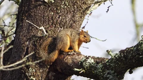 Adorable Itchy Squirrel - Oak Tree Crotch Grooming Stock-Footage 306879449