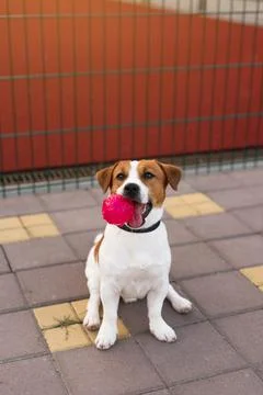 Adorable Jack Russell Terrier dog playing outdoors with a hot pink ball Stock Photos