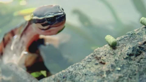 Adorable juvenile Philippine box turtle emerging from the water to eat a food Stock Footage 346163541