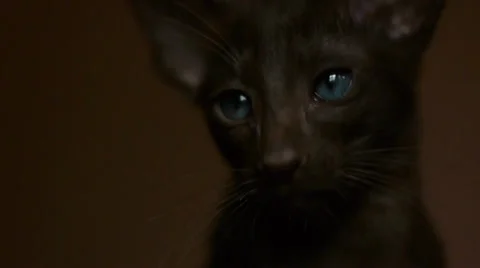 Adorable  Kitten Close up Stock Footage 37262632