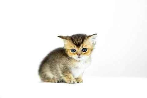 Adorable kitten with distinctive fur pattern sits on a clean white background Foto stock