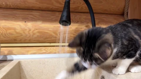 A adorable kitten lapping water from the kitchen faucet with its tiny tongue Stock Footage 317626803