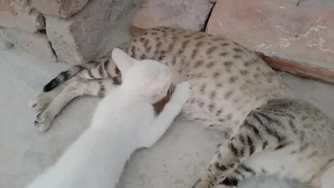 Adorable Kitten Peacefully Drinking Milk From Its Mother Stock Footage 346503764