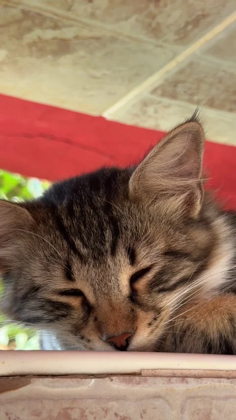 Adorable kitten peacefully sleeping inside a cozy beach changing cabin, curle Video stock 302471754