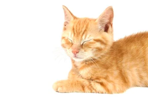 Adorable kitten Stock Photos