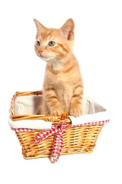 Adorable kitten Stock Photos