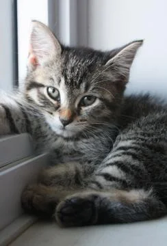 Adorable Kitten Stock Photos