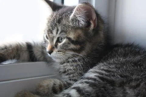 Adorable Kitten Stock Photos
