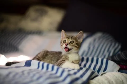 Adorable Kitten Foto stock