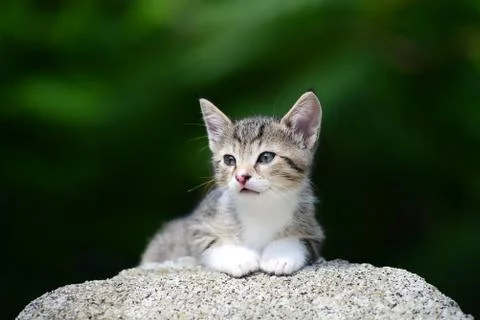 Adorable Kitten Foto stock