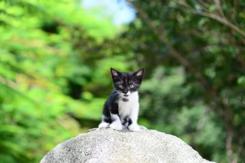Adorable Kitten! Foto stock
