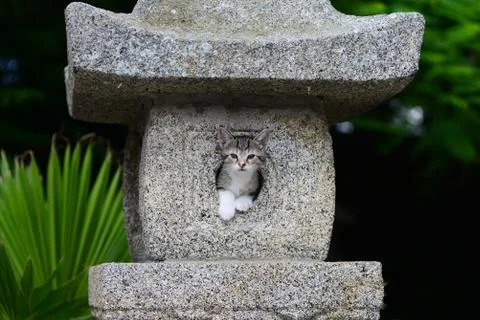 Adorable Kitten Foto stock