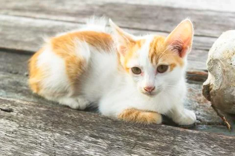 Adorable kitten Foto stock