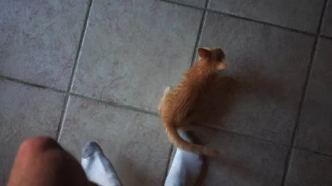 Adorable kitten is playing with blue plastic a ball in living room. Video stock 247381606