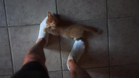 Adorable kitten is playing with blue plastic a ball in living room. Video stock 247381864