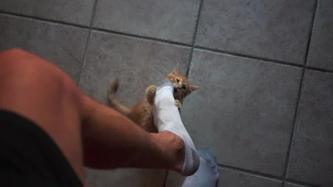 Adorable kitten is playing with blue plastic a ball in living room. Video stock 247381941