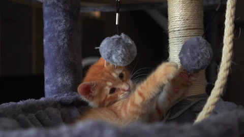 Adorable kitten is playing with blue plastic a ball in living room. Video stock 247382098