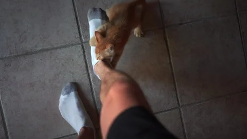 Adorable kitten is playing with blue plastic a ball in living room. Video stock 247382179