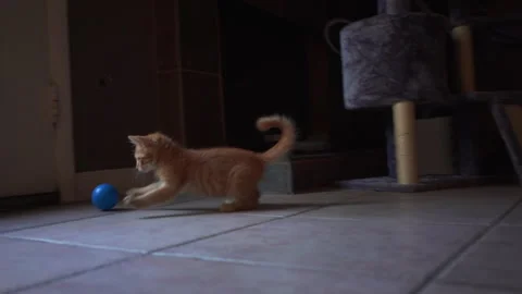 Adorable kitten is playing with blue plastic a ball in living room. Stock Footage 247382615