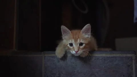 Adorable kitten is playing with blue plastic a ball in living room. Stock Footage 247382750