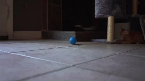 Adorable kitten is playing with blue plastic a ball in living room. Stock Footage 247382906