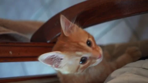 Adorable kitten is playing with blue plastic a ball in living room. Stock Footage 247383028