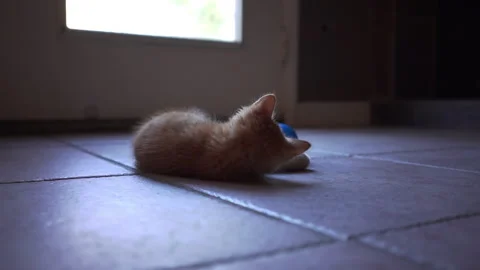 Adorable kitten is playing with blue plastic a ball in living room. Stock Footage 247383253